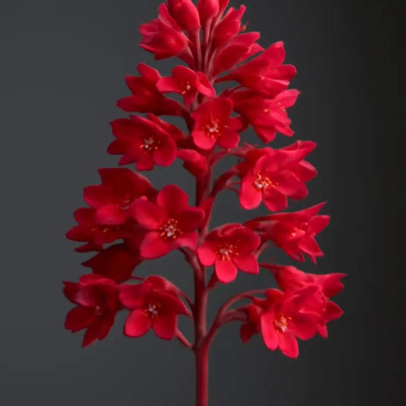 Alunroot rosso