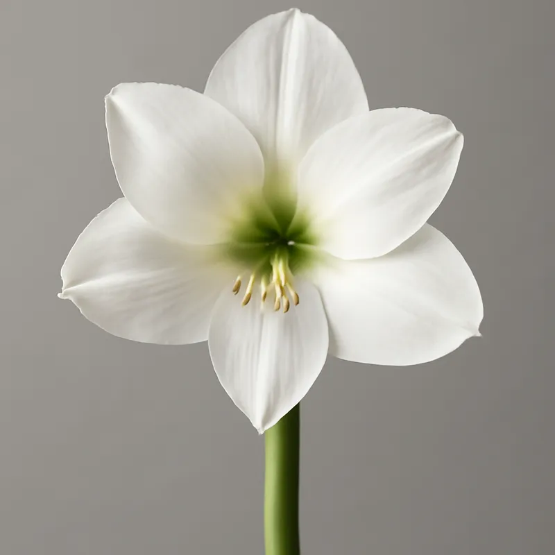 Amaryllis bianca