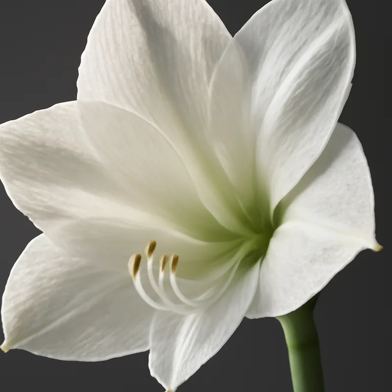 Amaryllis bianca - immagine 2