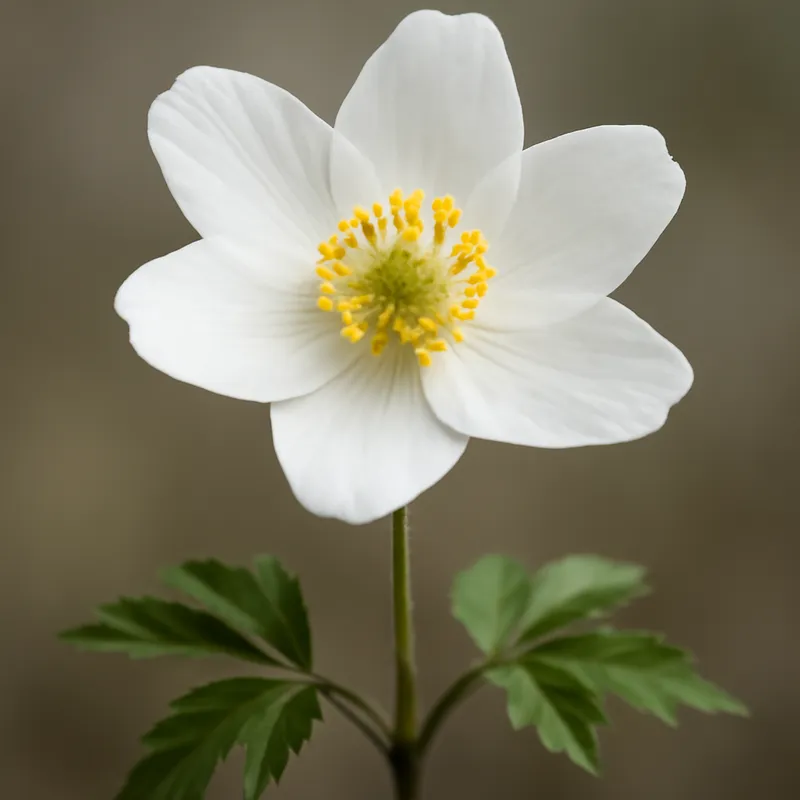 Anemone bianca - immagine 1
