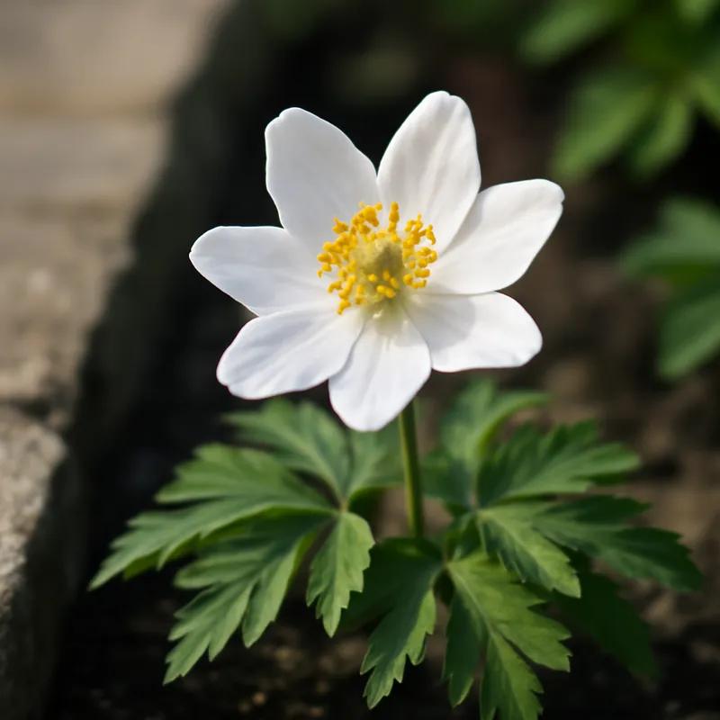 Anemone bianca - immagine 4