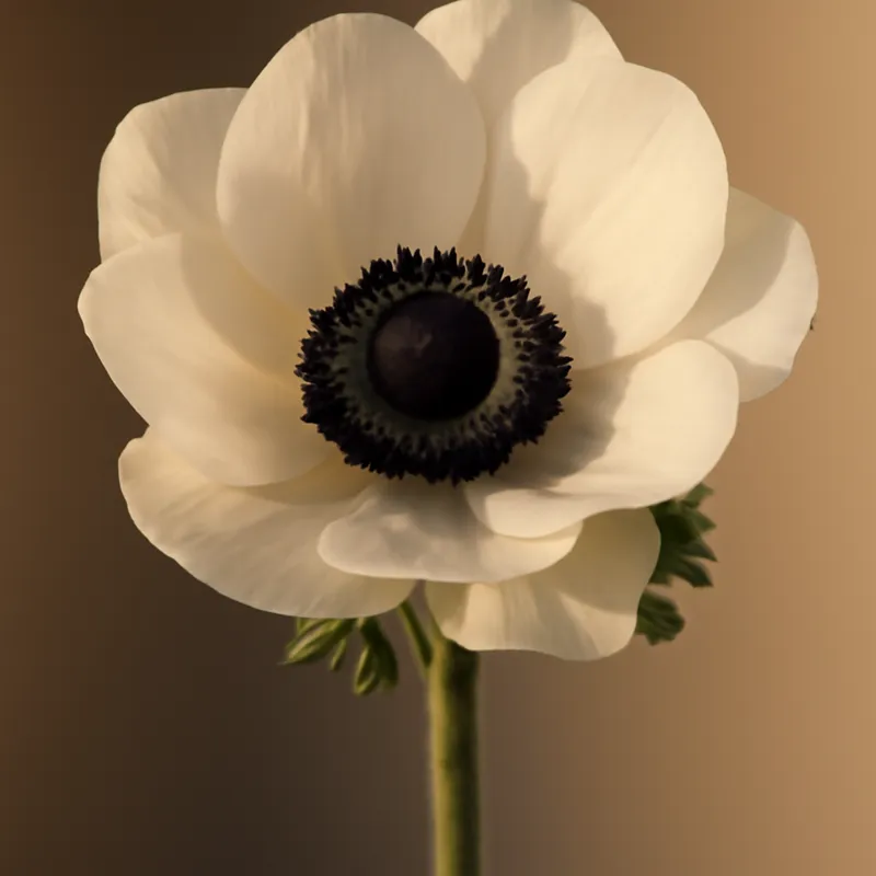 Anemone classica