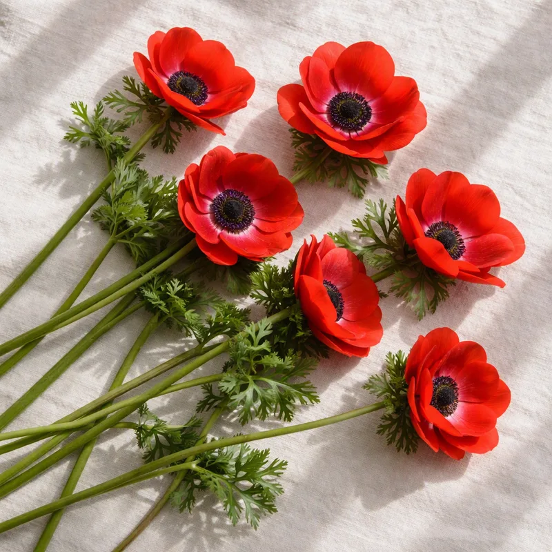 Anemone classica - immagine 4