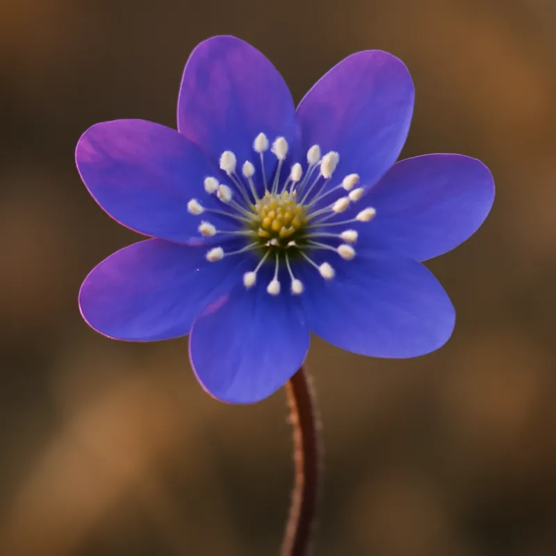 Anemone classico - immagine 1