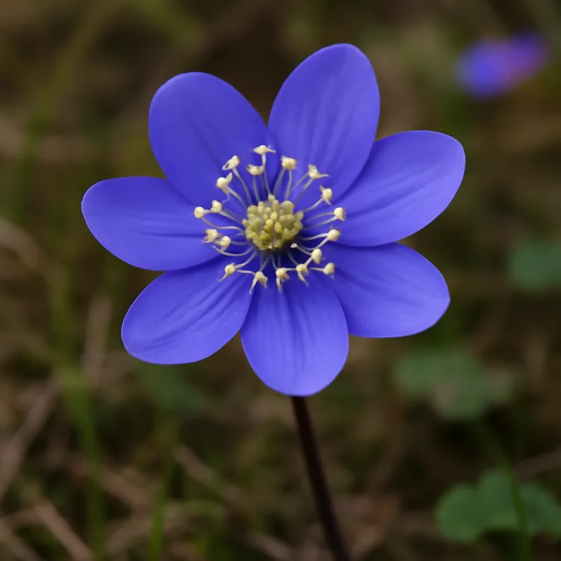 Anemone classico - immagine 4