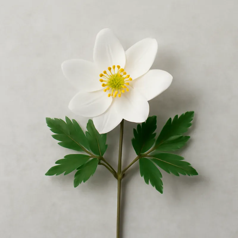 Anemone classico