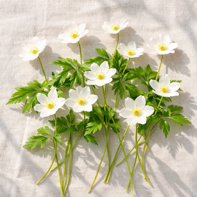 Anemone classico - immagine 4