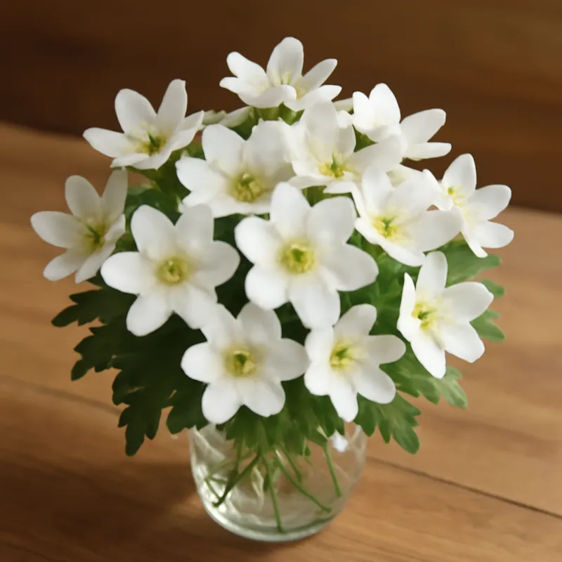 Anemone epatica bianca - immagine 3