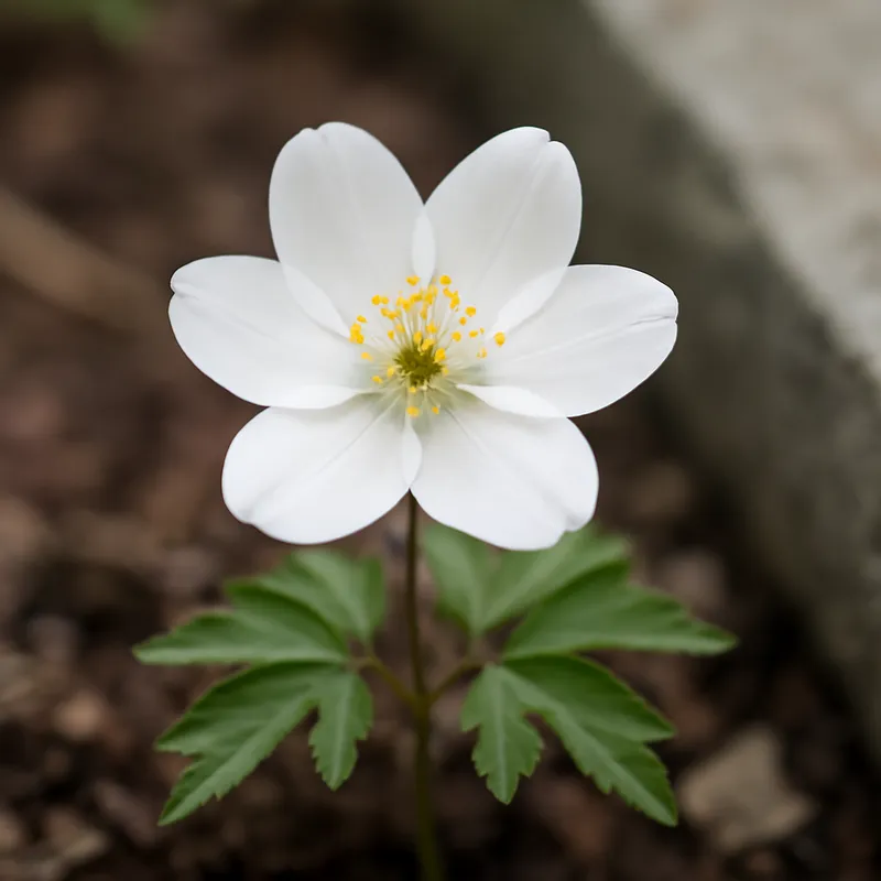 Anemone epatica bianca - immagine 4