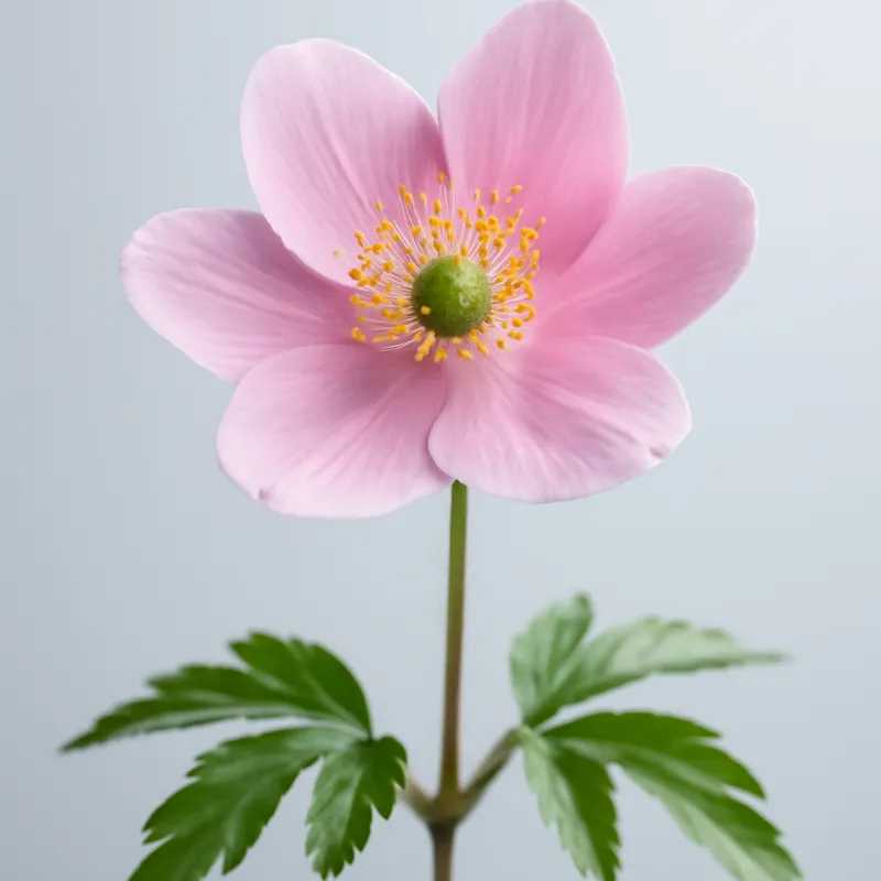 Anemone rosa