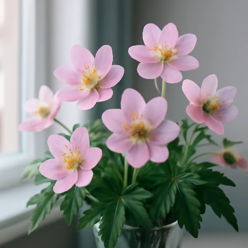 Anemone rosa - immagine 3