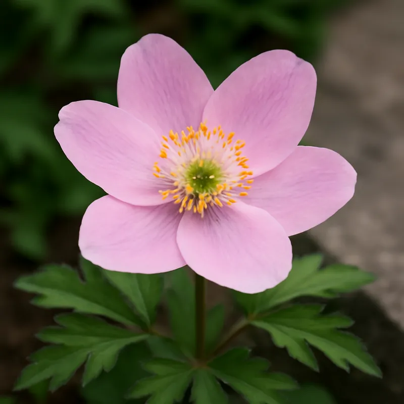Anemone rosa - immagine 4