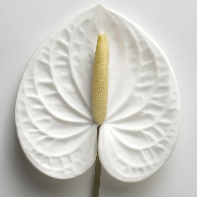 Anthurium bianco (Fiore di fenicottero) - immagine 2
