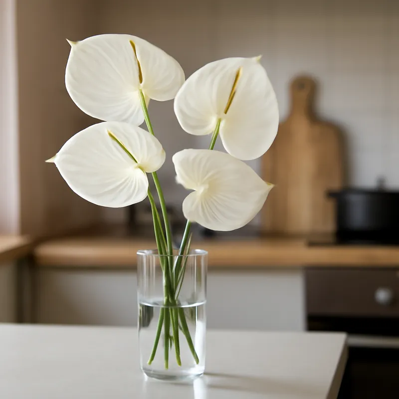 Anthurium bianco (Fiore di fenicottero) - immagine 3