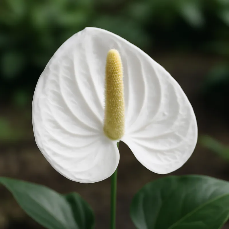 Anthurium bianco (Fiore di fenicottero) - immagine 4