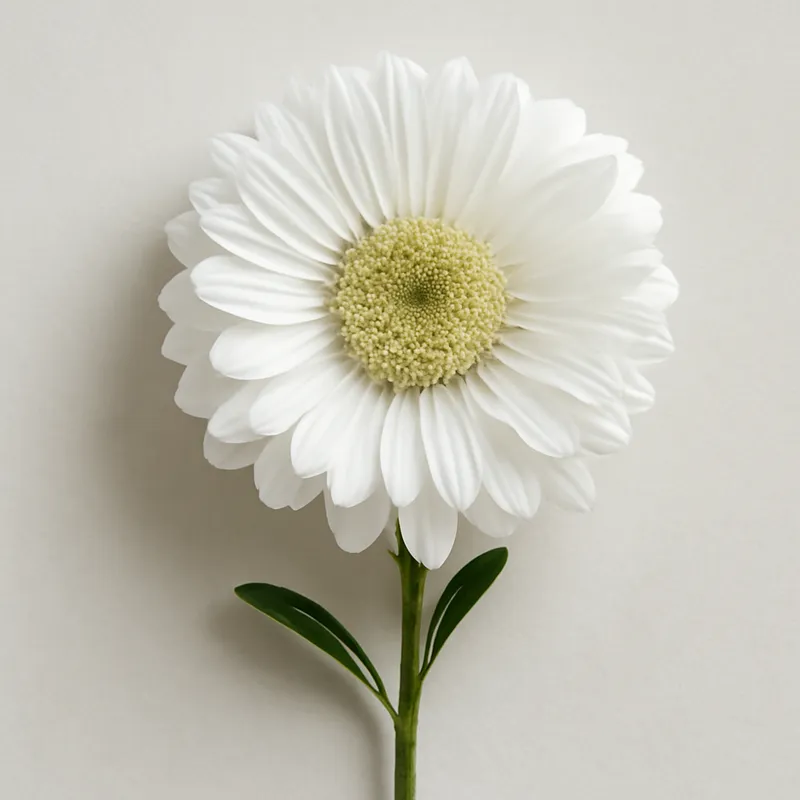 Aster bianco