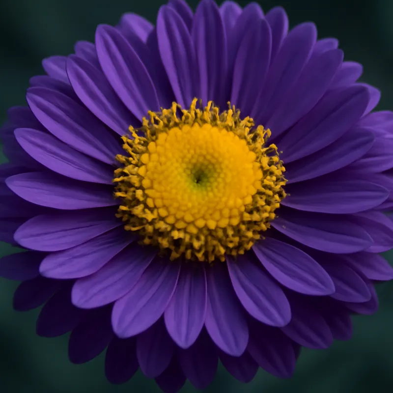 Aster classico - immagine 2