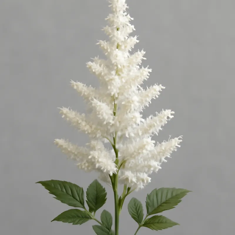 Astilbe bianca
