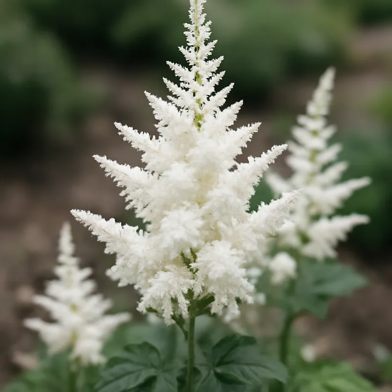 Astilbe bianca - immagine 4