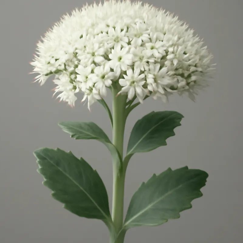 Astilbe bianca - immagine 1