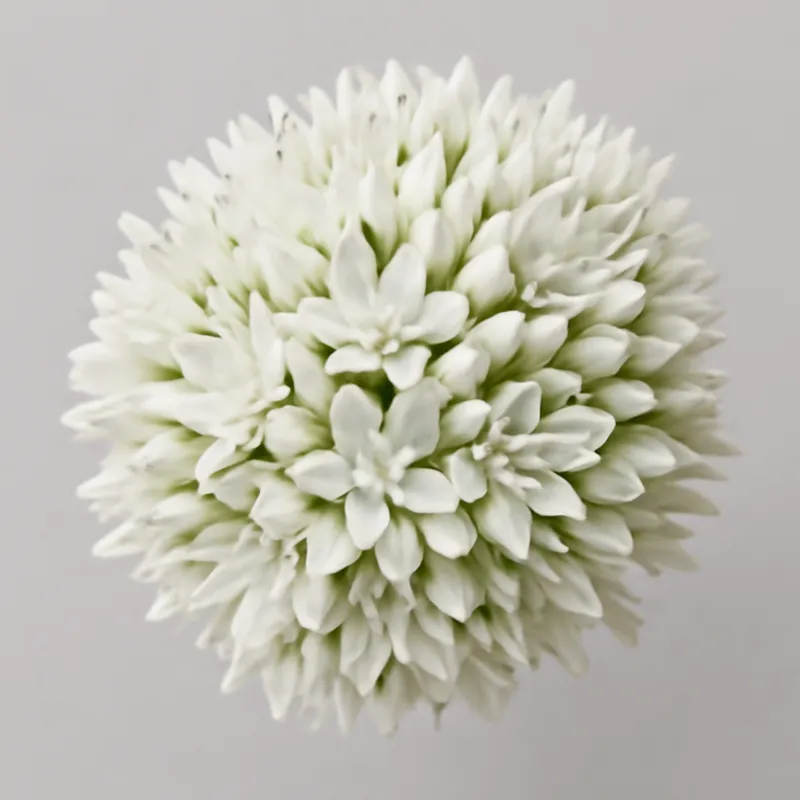 Astilbe bianca - immagine 2