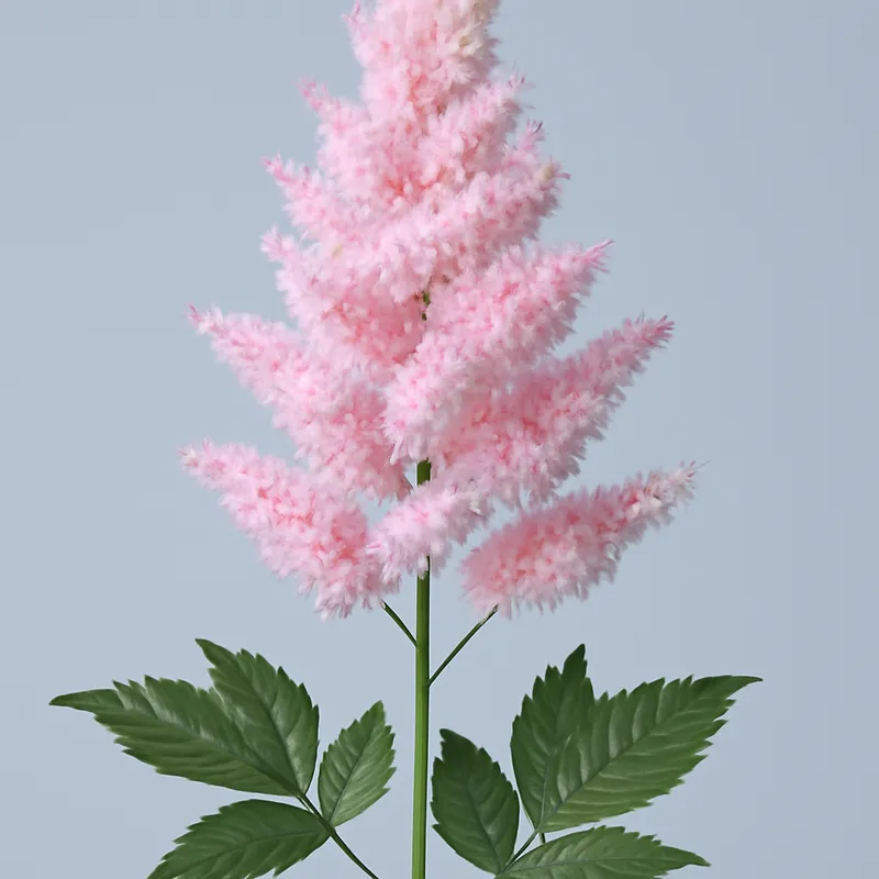 Astilbe classica