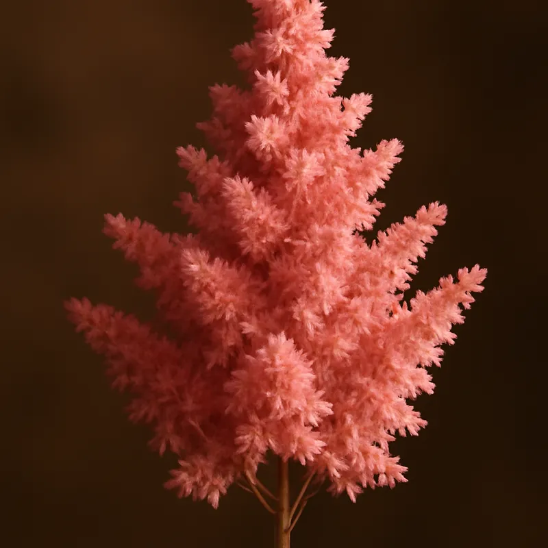 Astilbe classica - immagine 2