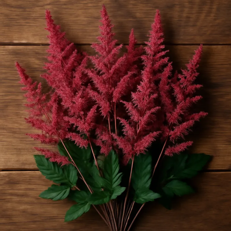 Astilbe classica - immagine 3