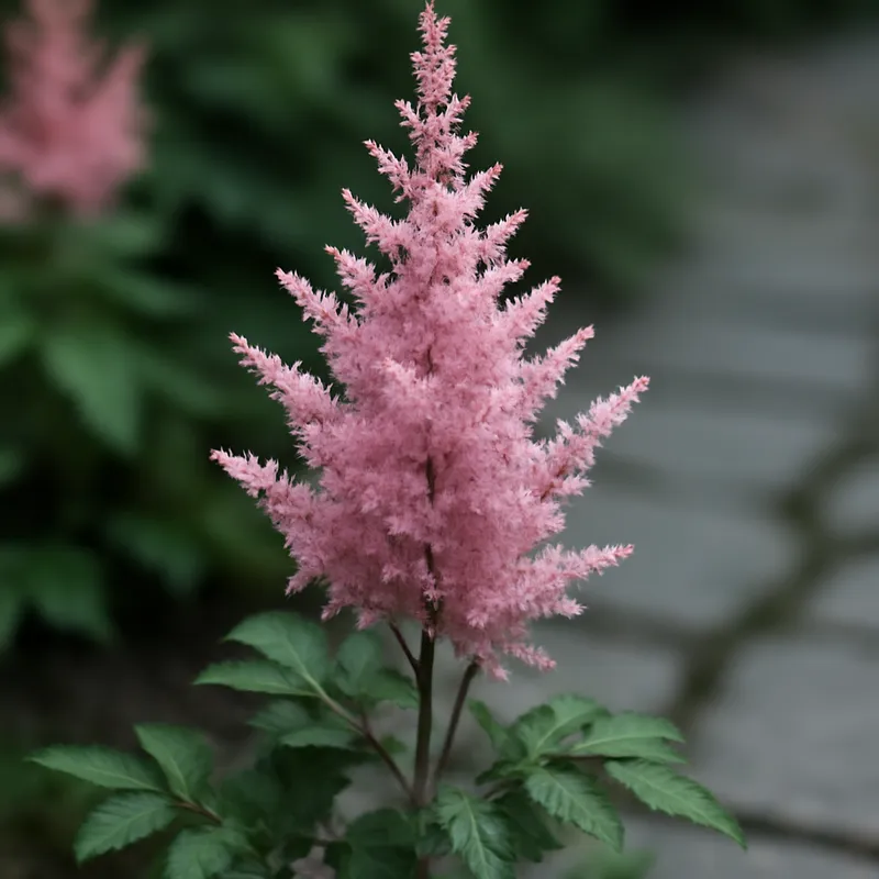 Astilbe classica - immagine 4