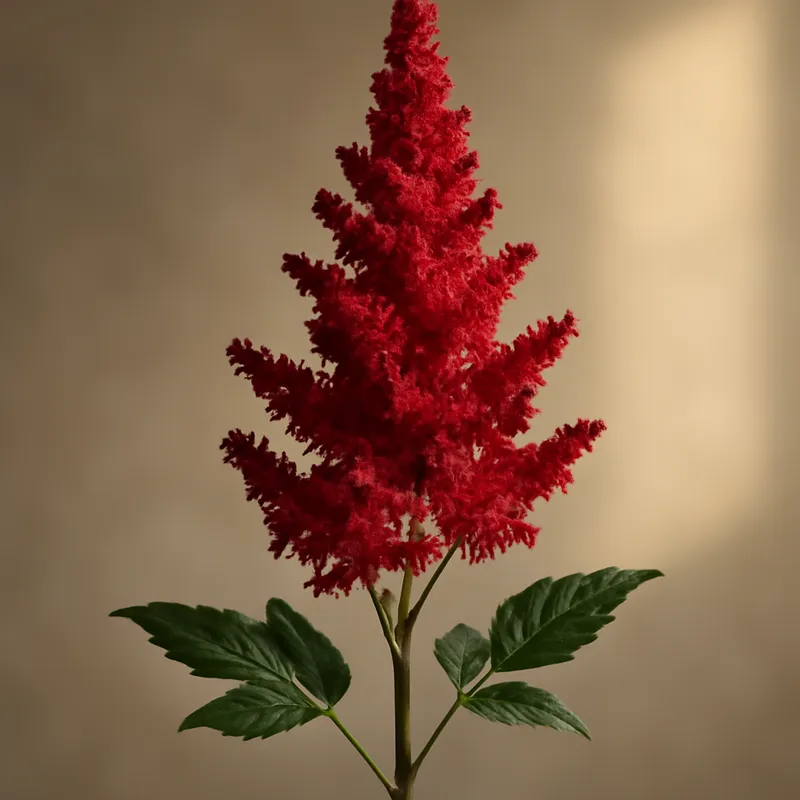 Astilbe rosso