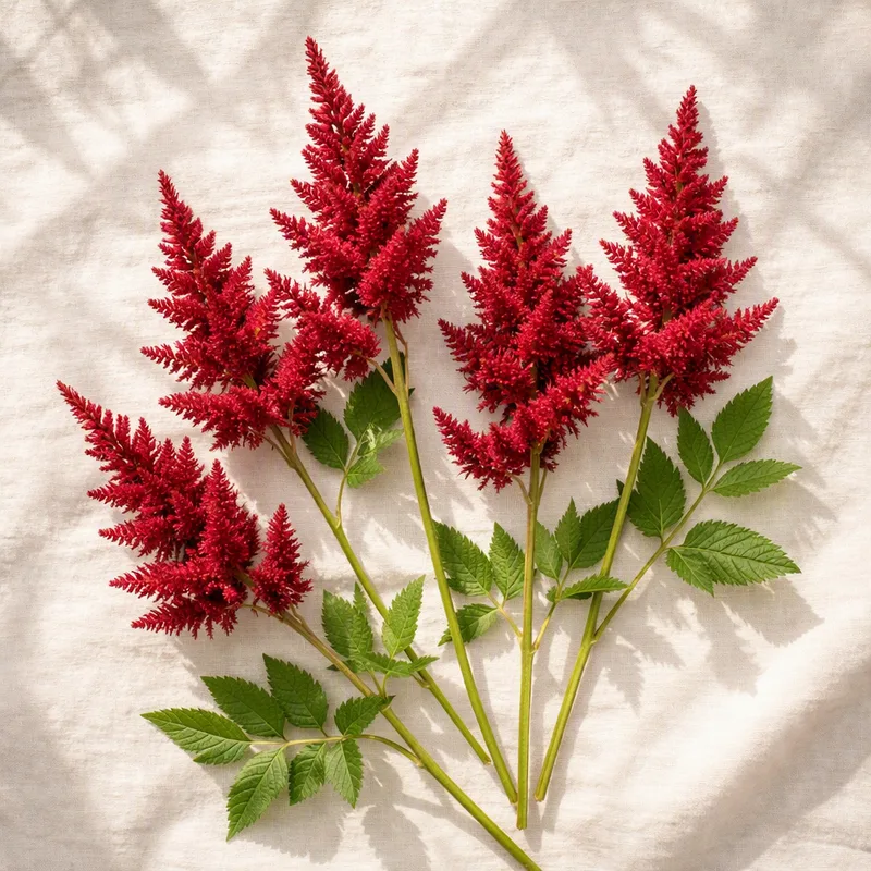Astilbe rosso - immagine 4
