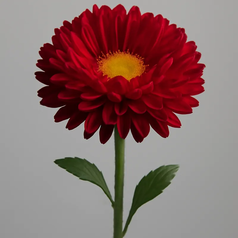 Astro estivo rosso