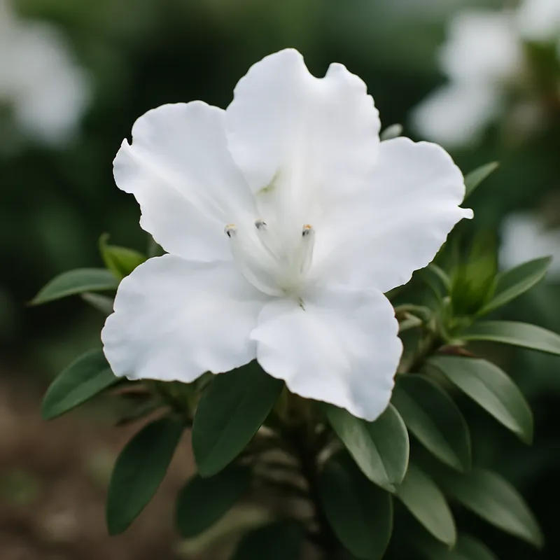 Azalea bianca - immagine 4