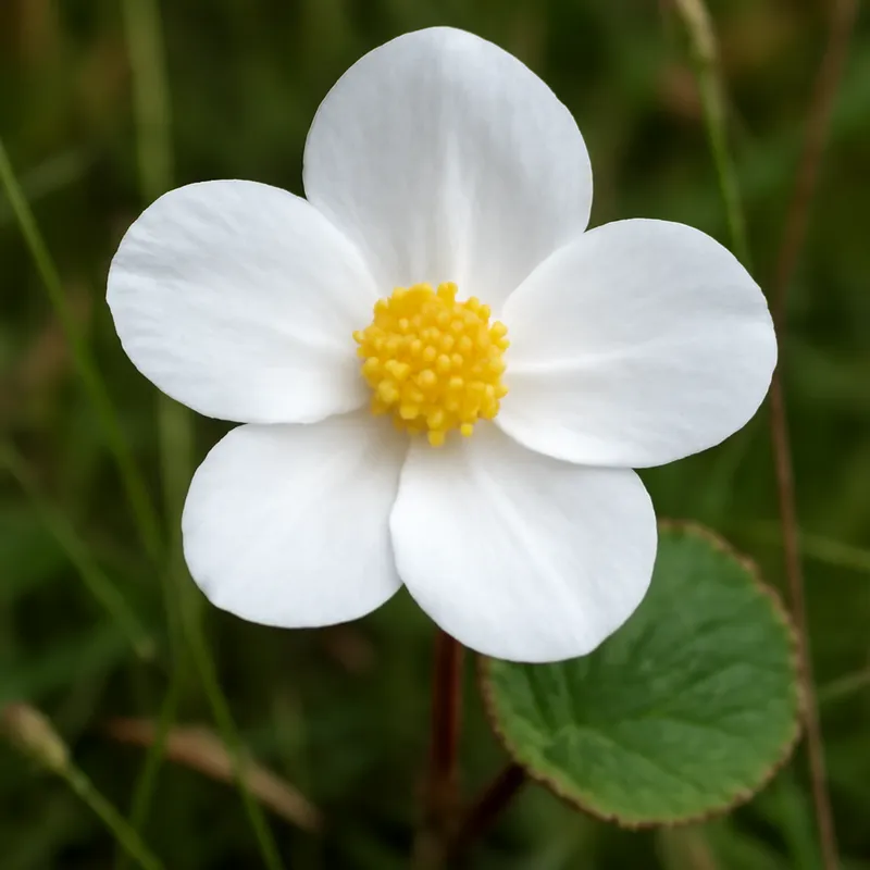 Begonia bianca - immagine 4