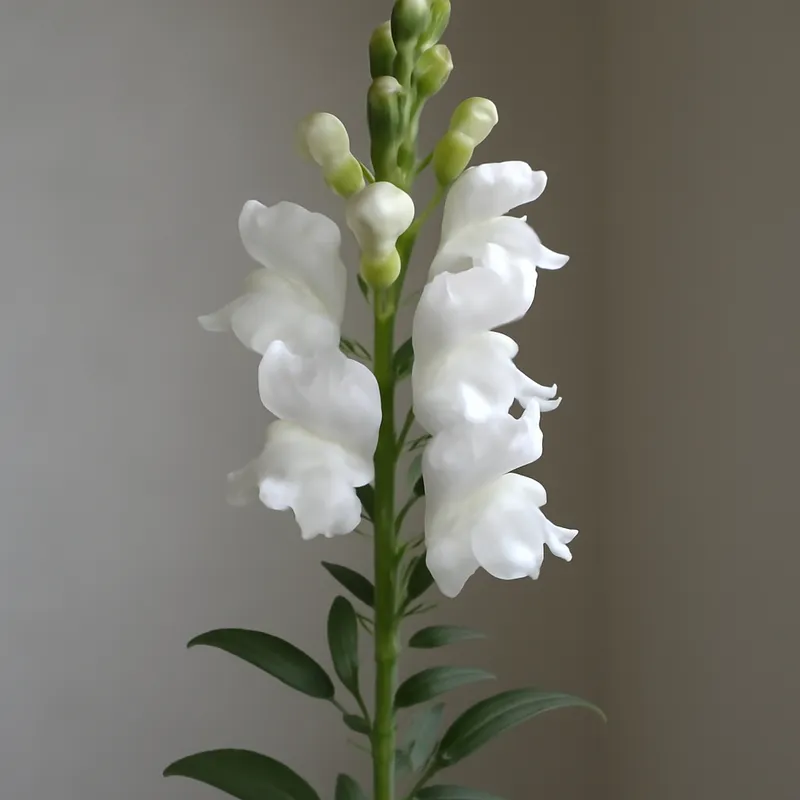 Bocca di leone bianca