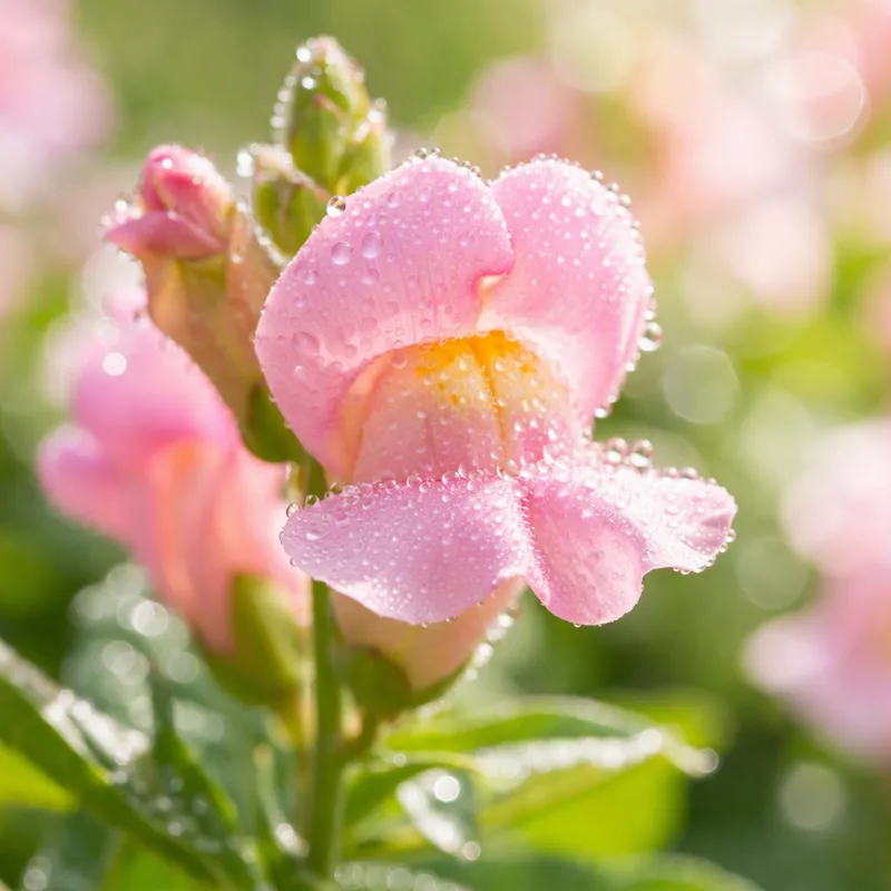 Bocca di leone rosa - immagine 1