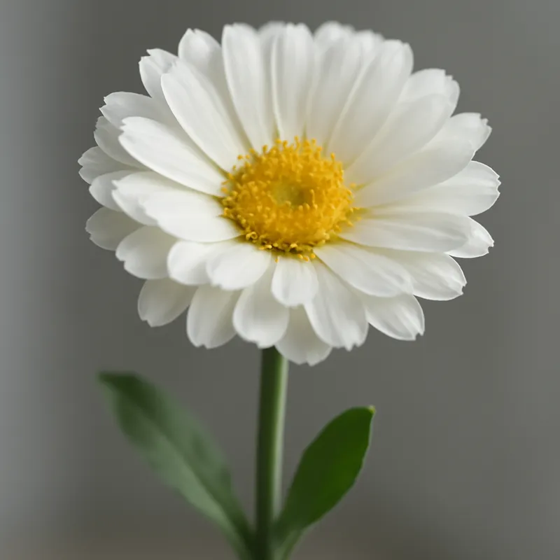 Calendula bianca