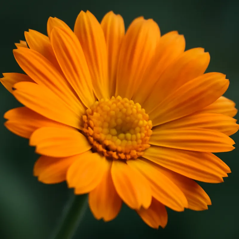 Calendula classica - immagine 2