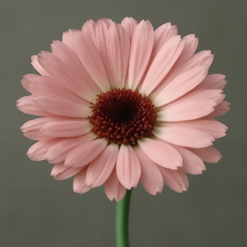 Calendula rosa