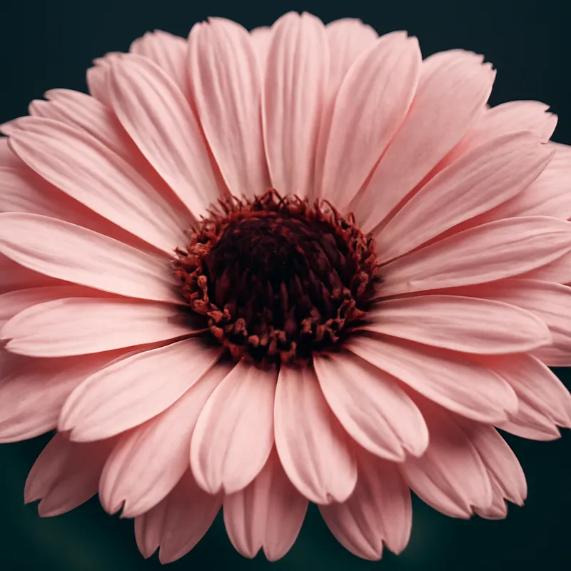 Calendula rosa - immagine 2