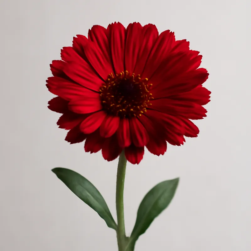 Calendula rossa