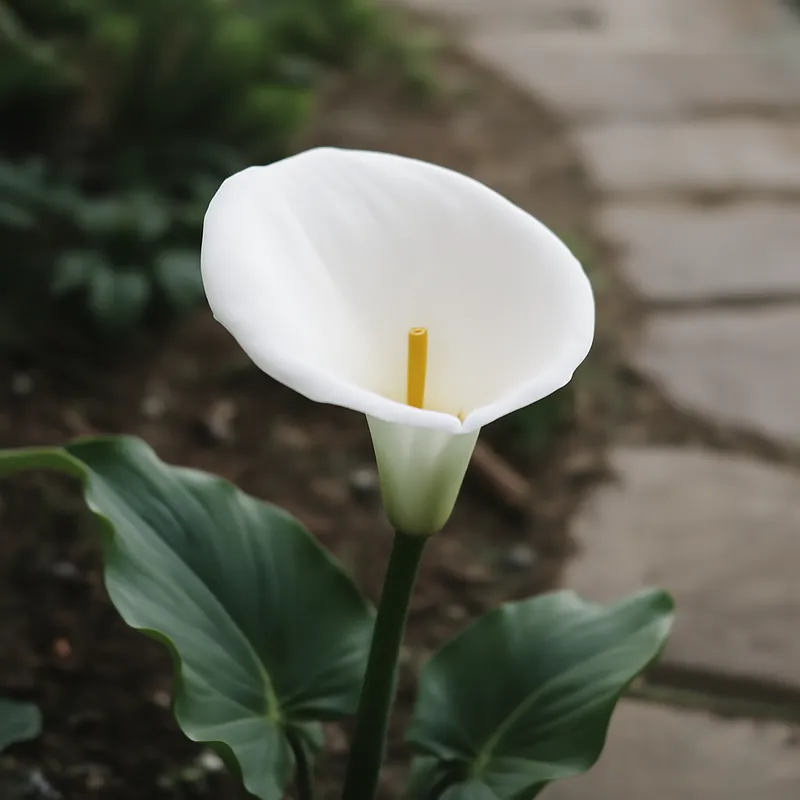 Calla bianca - immagine 4