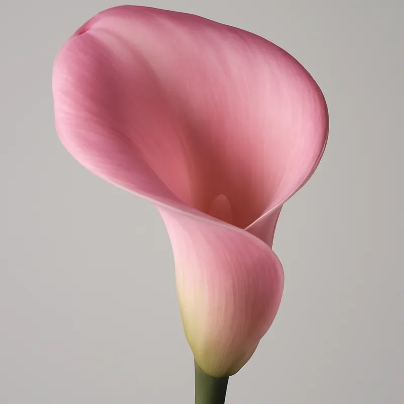 Calla rosa
