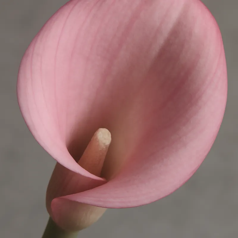 Calla rosa - immagine 2