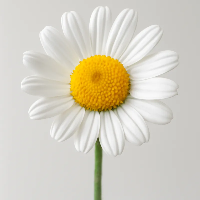 Camomilla bianca
