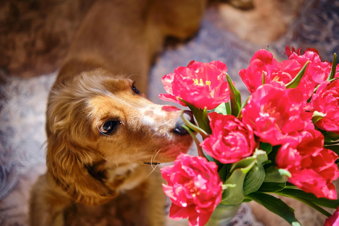 Golden retriever annusa incuriosito un mazzo di tulipani rossi in casa, i tulipani possono causare disturbi gastrici nel cane