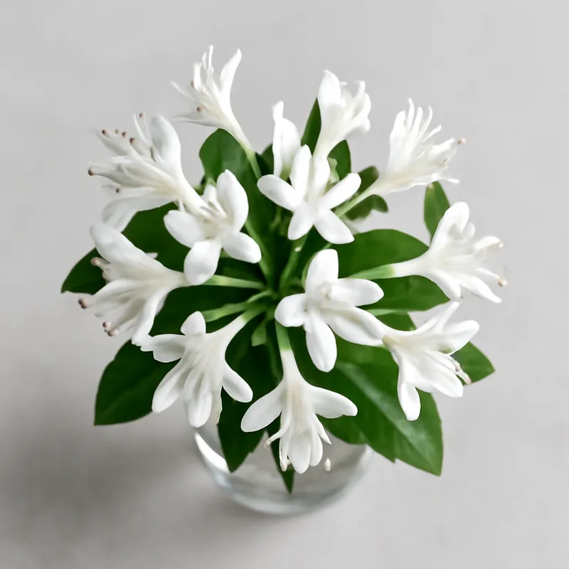 Caprifoglio bianco - immagine 3
