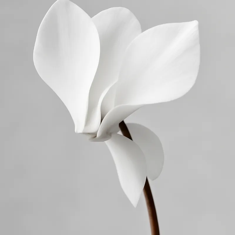 Ciclamino bianco