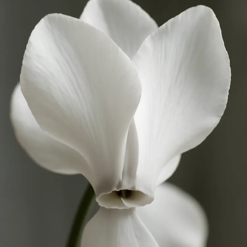 Ciclamino bianco - immagine 2