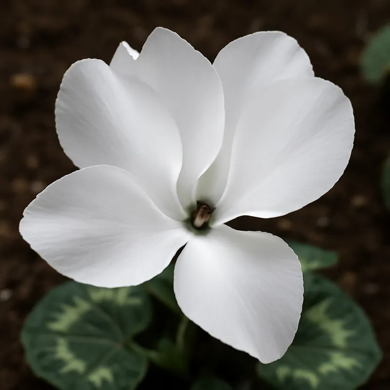 Ciclamino bianco - immagine 4